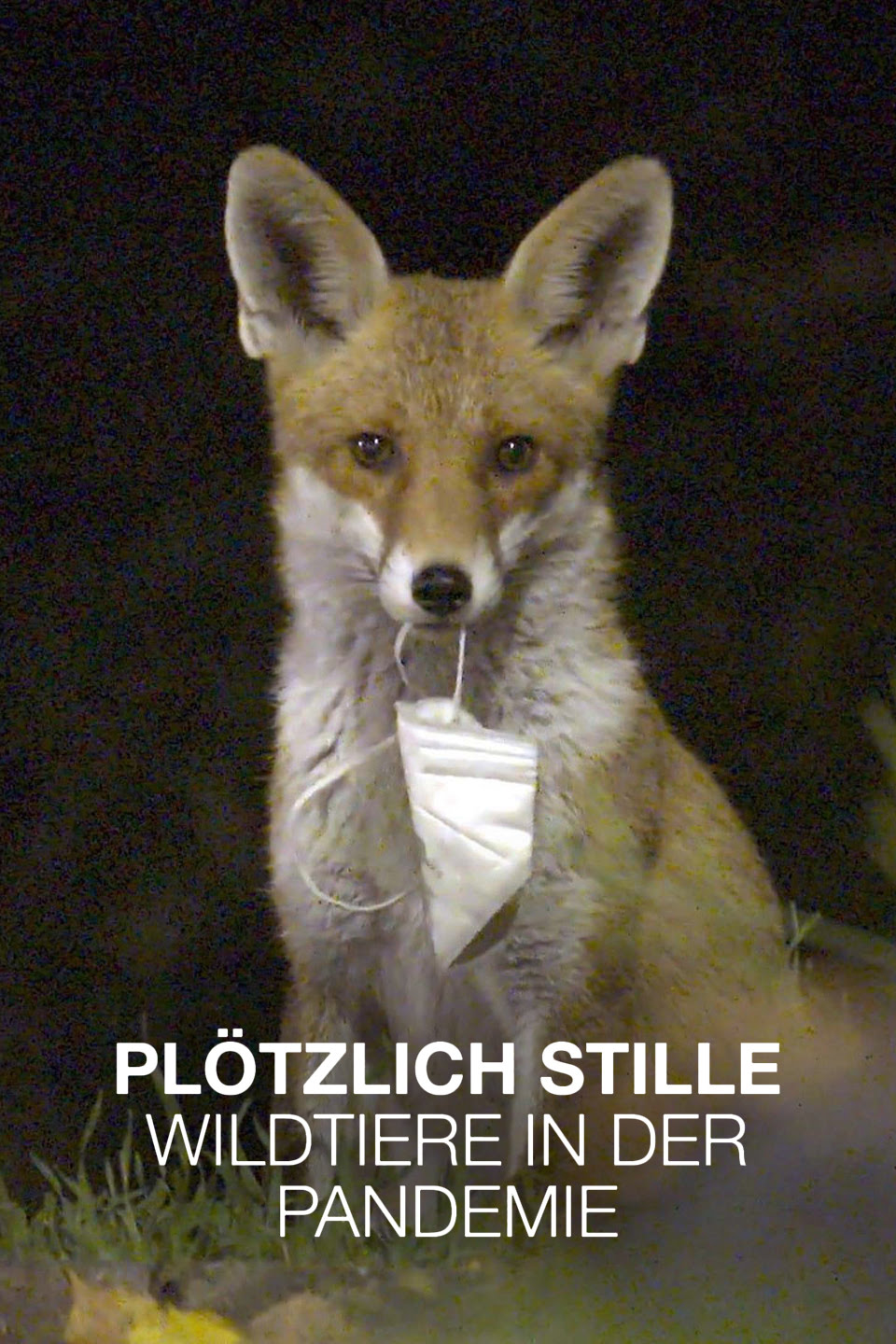 Plötzlich Stille: Wildtiere in der Pandemie